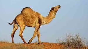 Domestic animals- camel