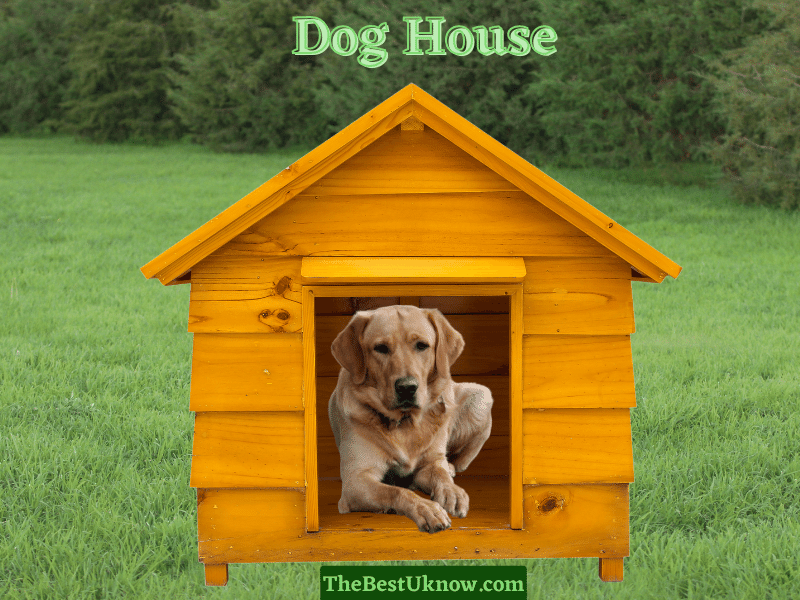 what-is-a-dog-house-called-19-dog-house-names-thebestuknow