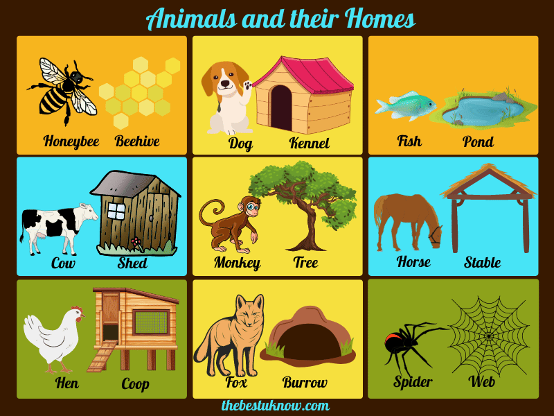 Sheep House Name
